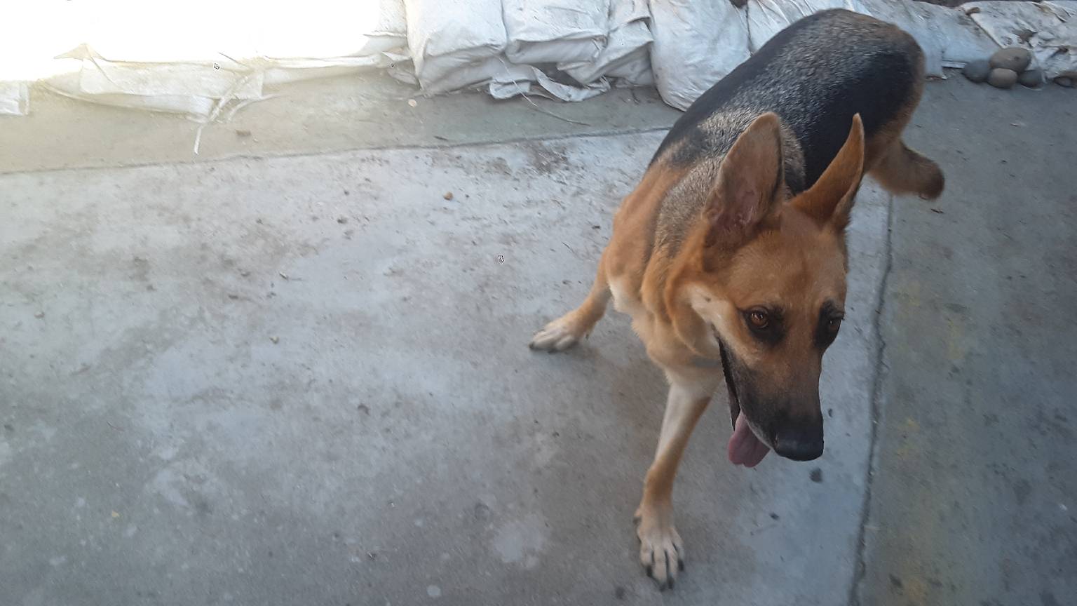Dog enjoying daily exercise and playtime
